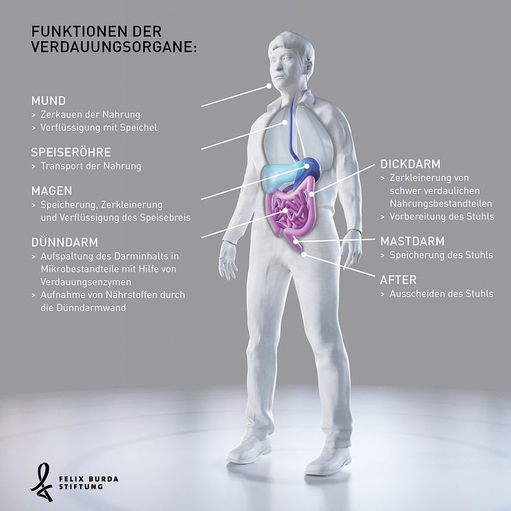Funktionen der Verdauungsorgane: Vom Essen bis zum Ausscheiden