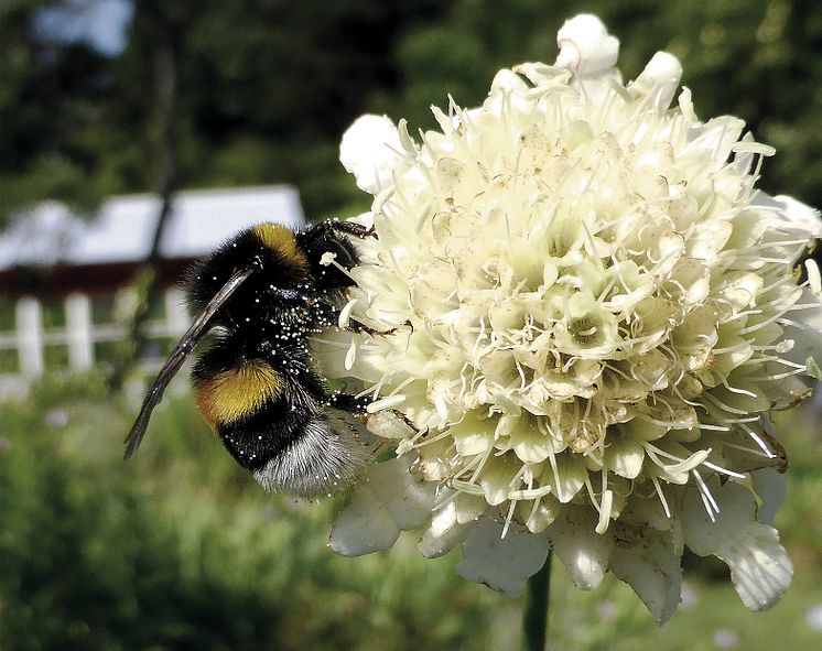 Mörk jordhumla samlar nektar i en jätteväddblomma. 