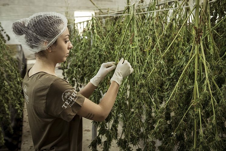 cannabis-g6172a5a48_1280