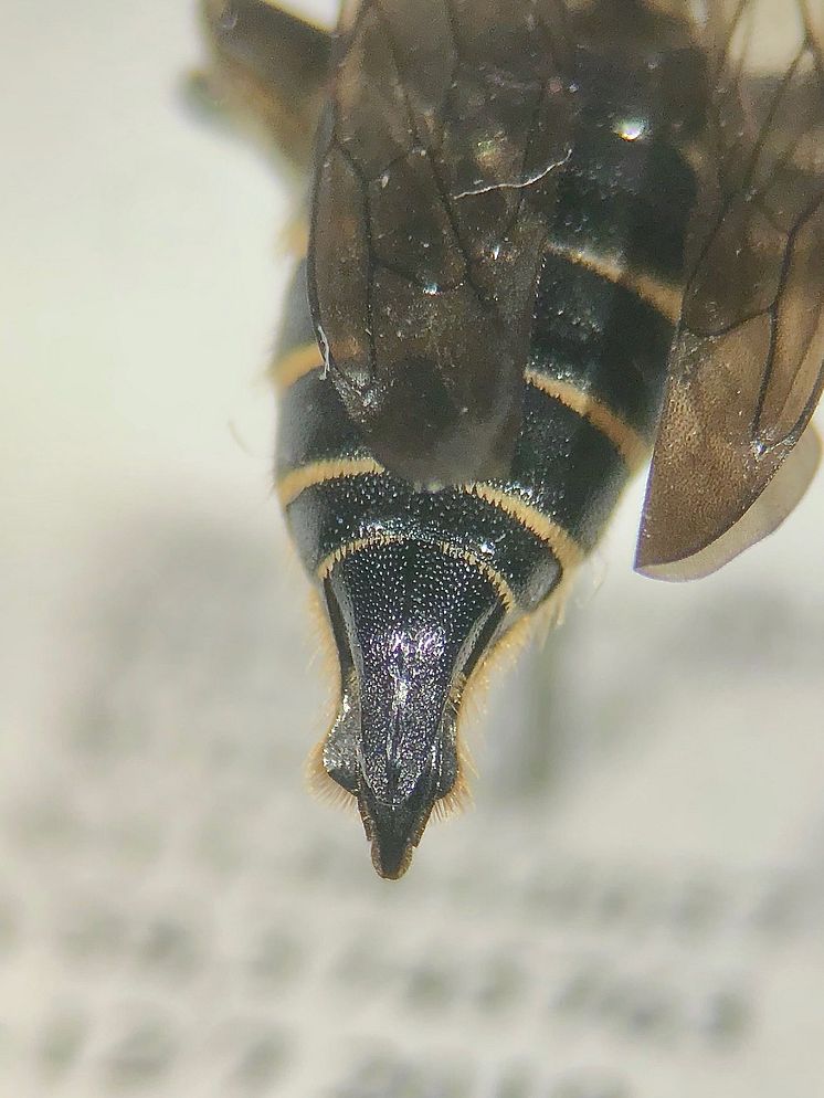 Träkägelbi (Coelioxys alatus)