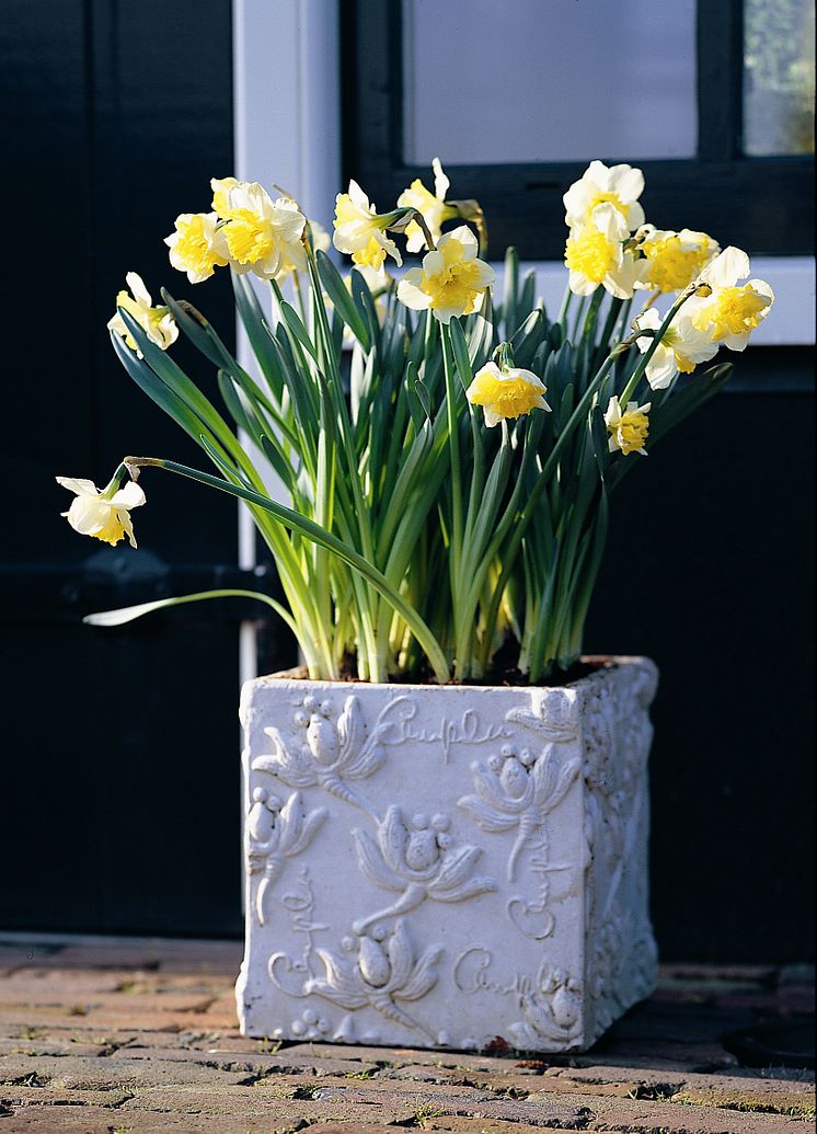 Narcissus 'Ice Follies'