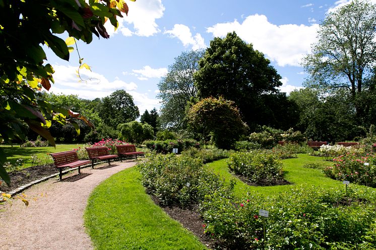 Rosariet ligger i Frognerparken. Et perfekt sted å fri på.