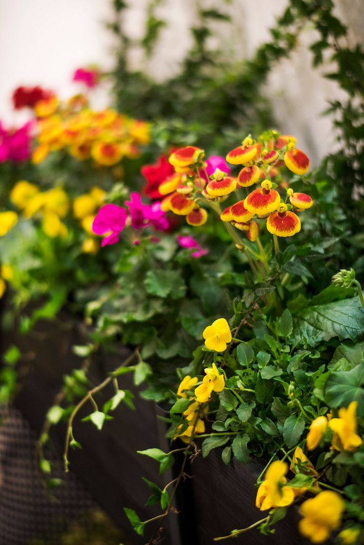 Toffelblomma i balkonglådan