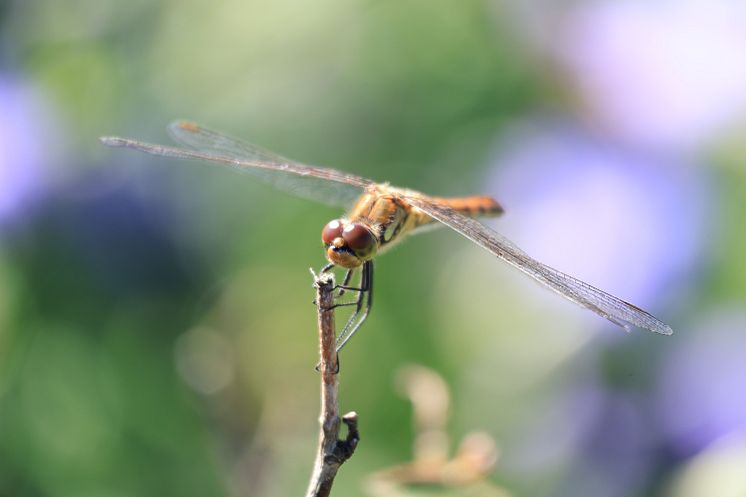 Canon_RF-S55-210mm-sample-insect[1]