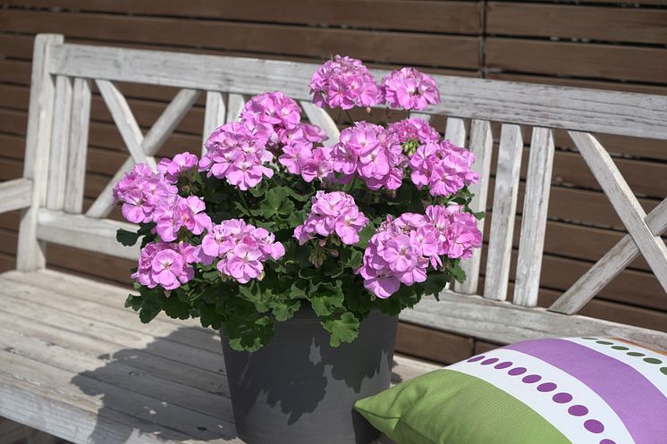 Årets Pelargon 2024 Pelargonium Lavina Selecta 23