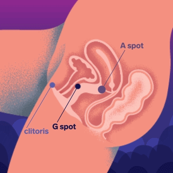 ENIGMA_DOUBLE_SONIC_ANATOMY_GIF_350 (1).gif