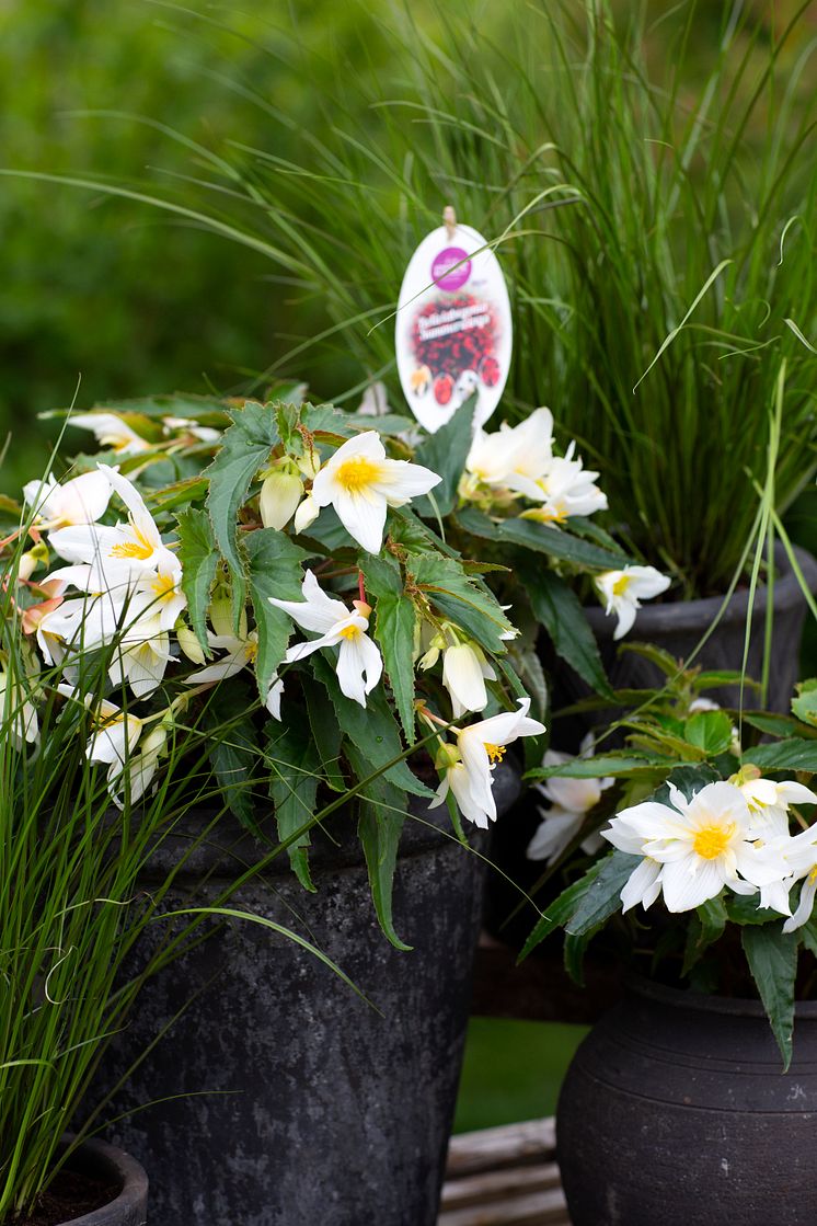 Begonia boliviensis Summerwings Boliviabegonia Foto @annikasnaturligating