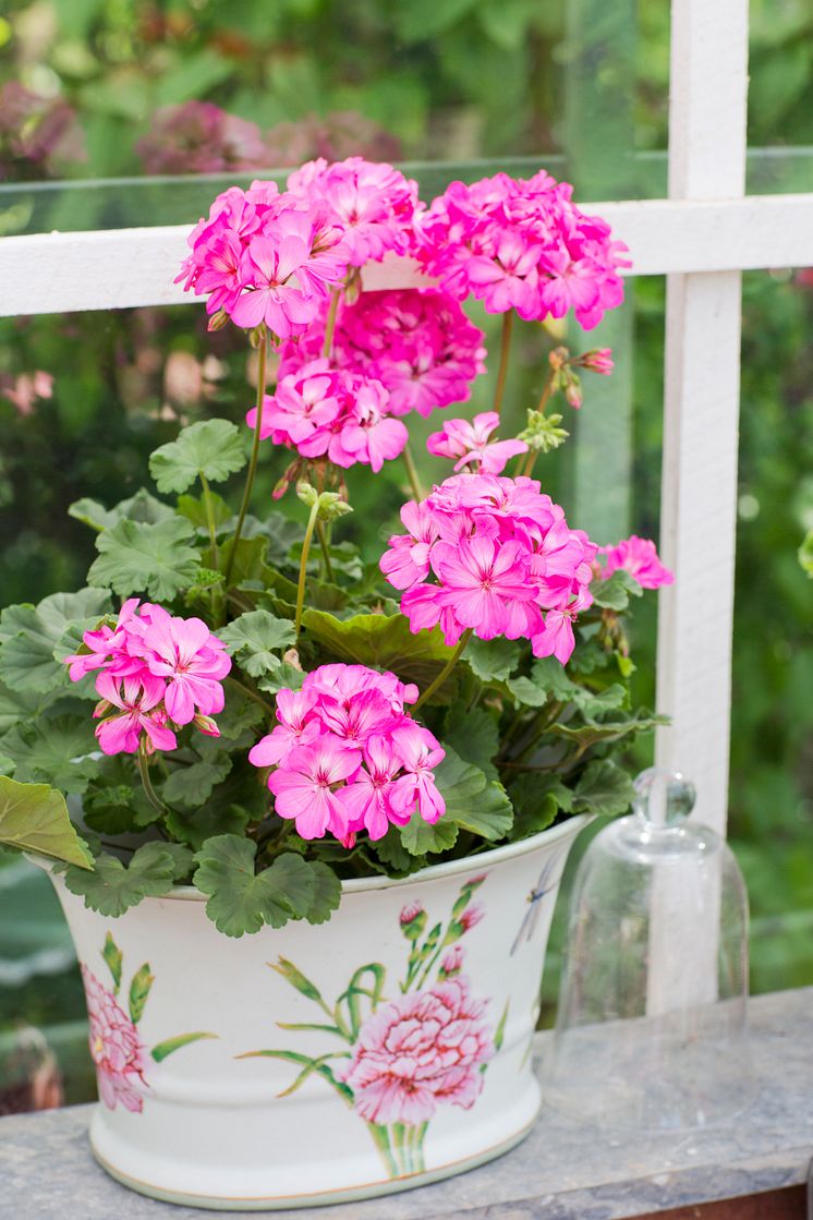 Pelargonium ´Knapa-Trädet´