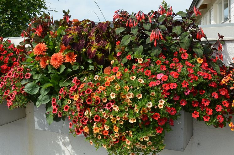 Dahlia, Fuchsia och andra glödheta sommarblommor