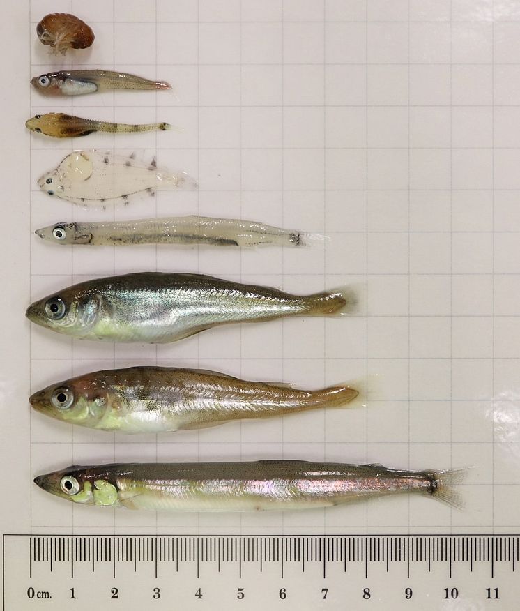 Fish different sizes