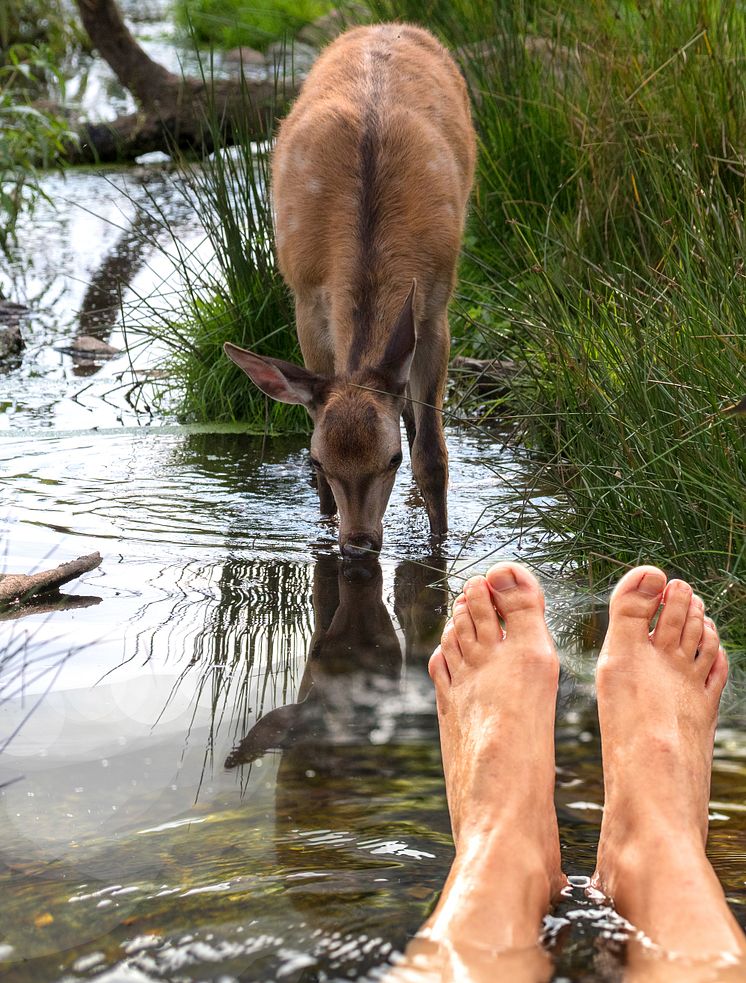 Ny spaupplevelse i Skånes Djurpark: avkopplande bad hos kronhjortarna.