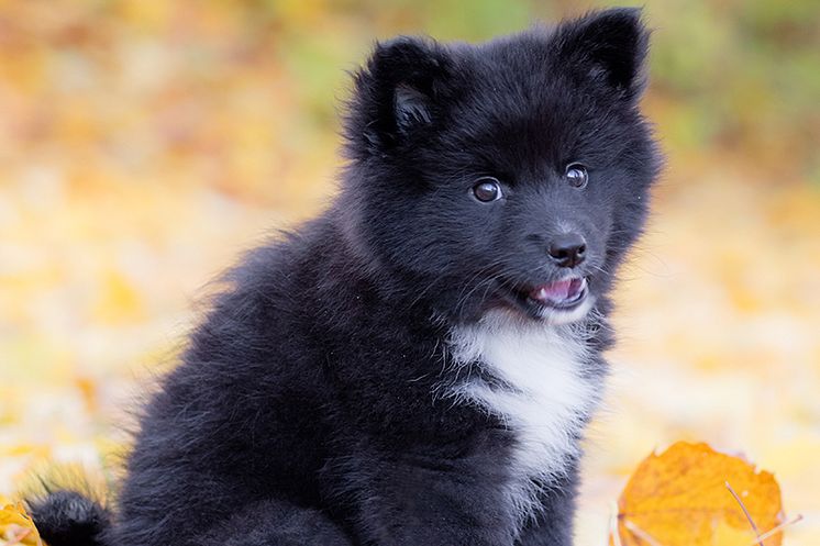 Finsk lapphund och isländsk fårhund