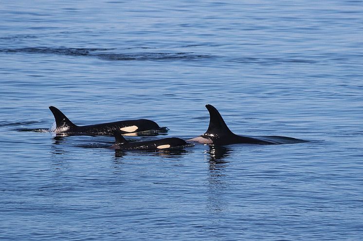 Orcas-(c)Oceans-Initiative-