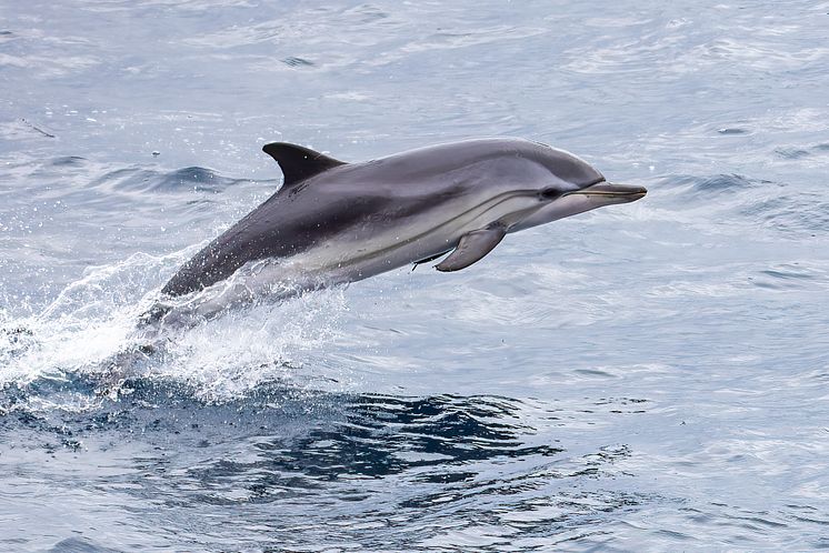 Dolphin from the ship