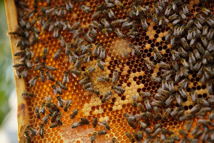Nemiroff_local harvested honey (4)