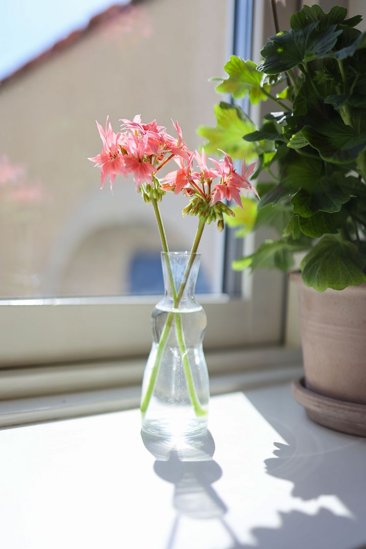 Årets Pelargon 2025 Pelargonium Summer Twist Rose foto SydGrönt (11).jpg