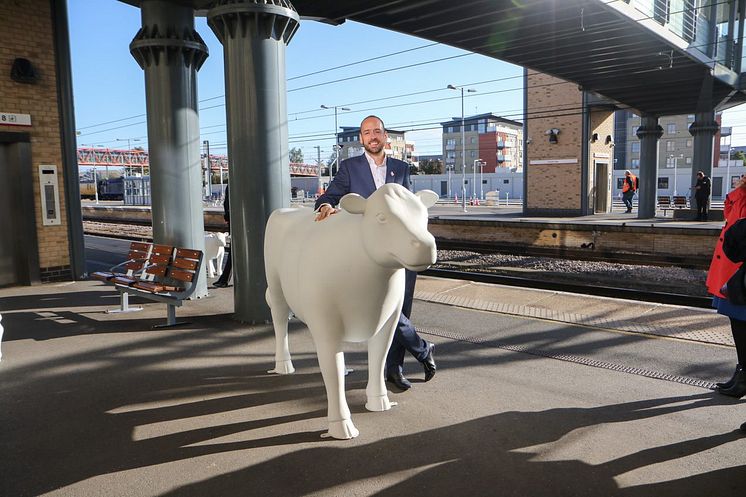 Cows about Cambridge