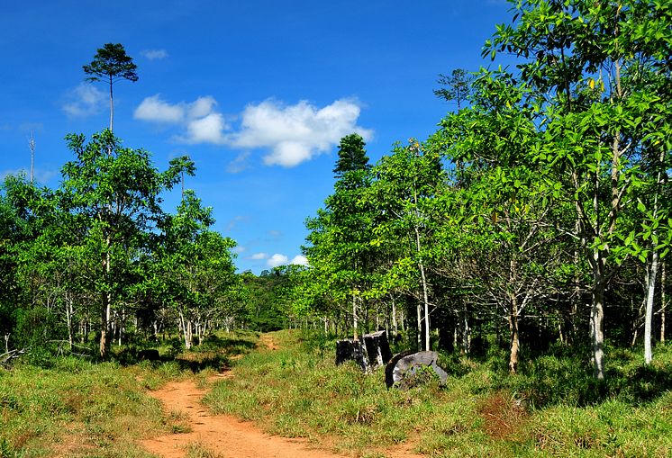 Amazonas