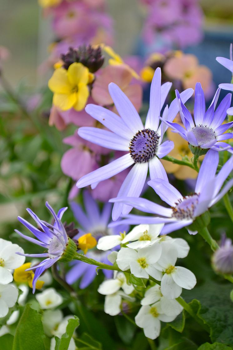 Cineraria i samplantering med vårens växter