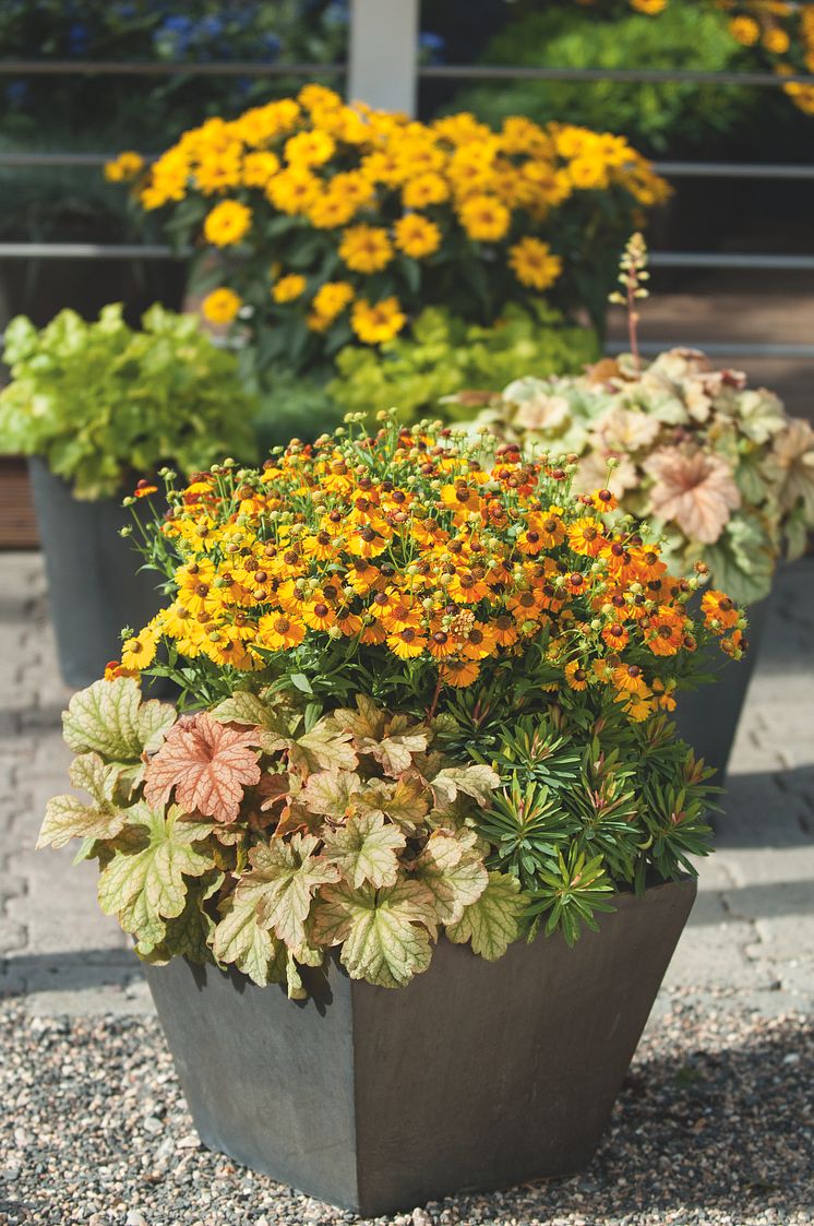 Heuchera och Helenium i samplanering, sensommar