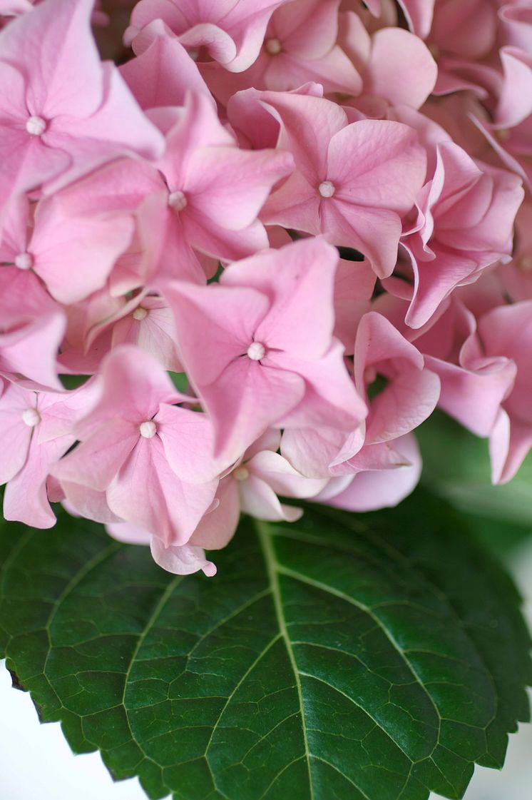 Hortensia nära