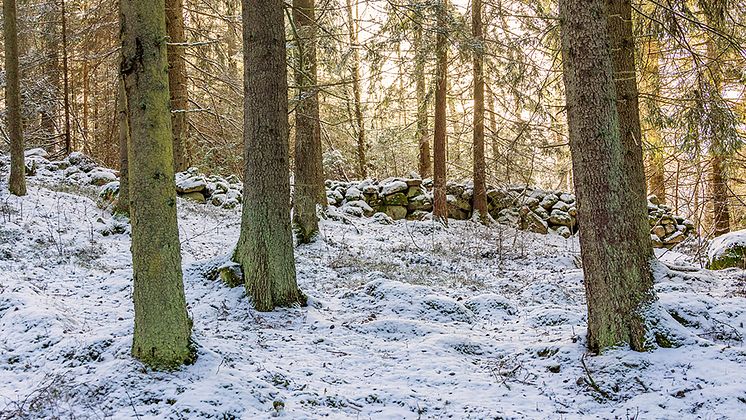 Vinterbild skog-1000px.jpg
