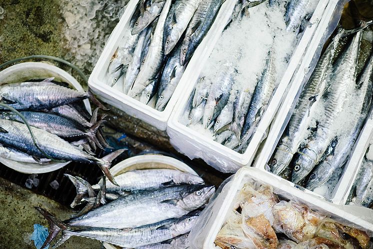 fish-boxes-market