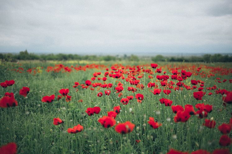 Poppy field