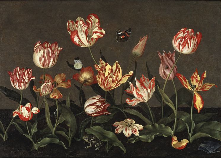 Sofiero Tulipa