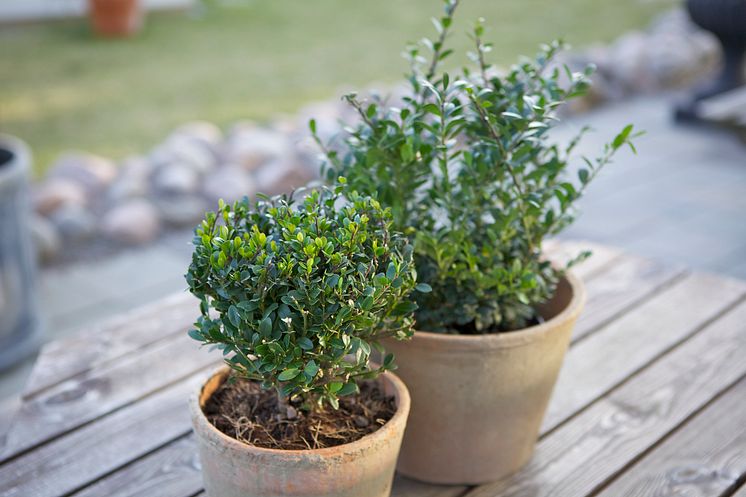 Ilex crenata 'Dark Green'