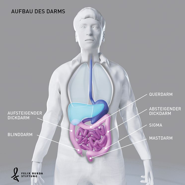 Blick in den Körper: Aufbau des Darms