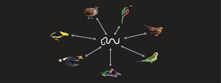 Forskarna hittade “DNA-fossil” som kommit från parasitiska rundmaskar i sju fågelgrupper