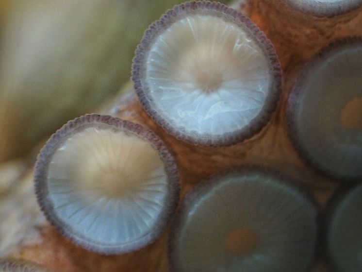Octopus vulgaris sugkoppar foto Roger Jansson Havets Hus