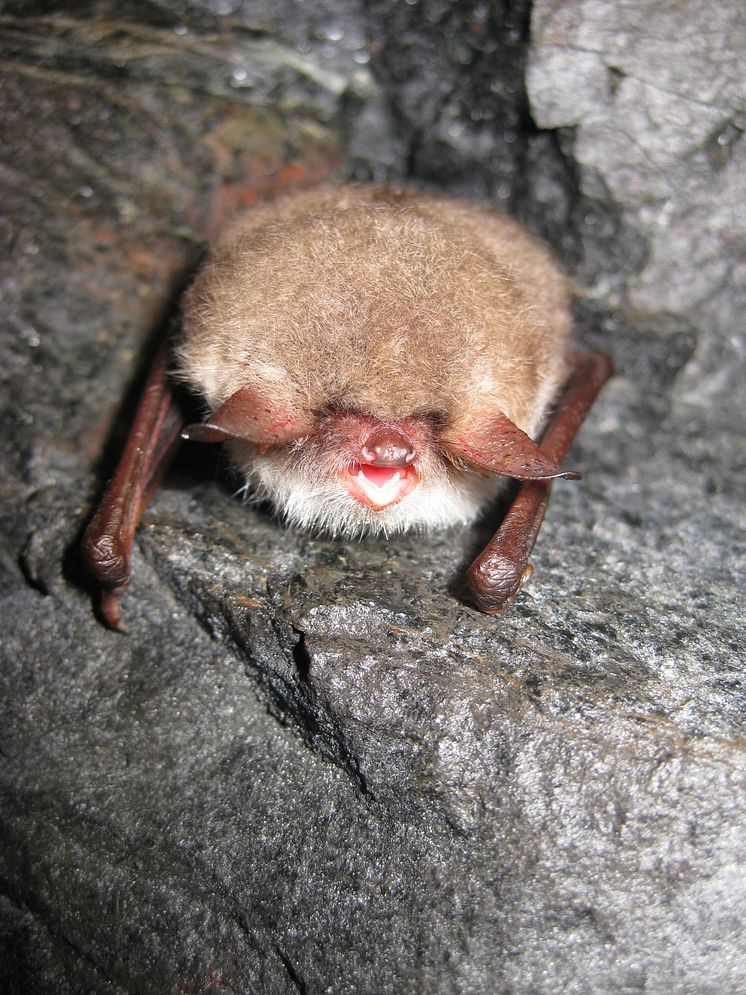 Bat night i Tabergs gruva på internationella fladdermusnatten 30 augusti
