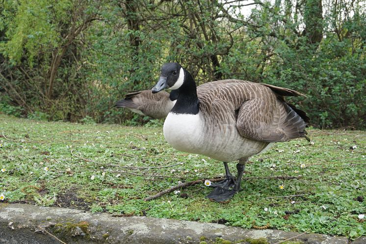 Naturreservat ved Fords fabrik i Dagenham 