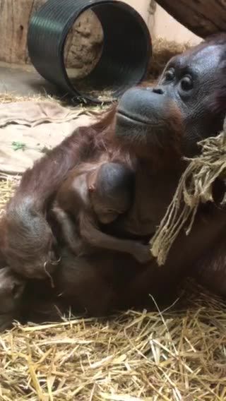 Orangutangfödsel på Borås Djurpark 