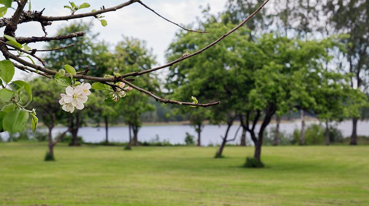 Korseberg Park, grönyta