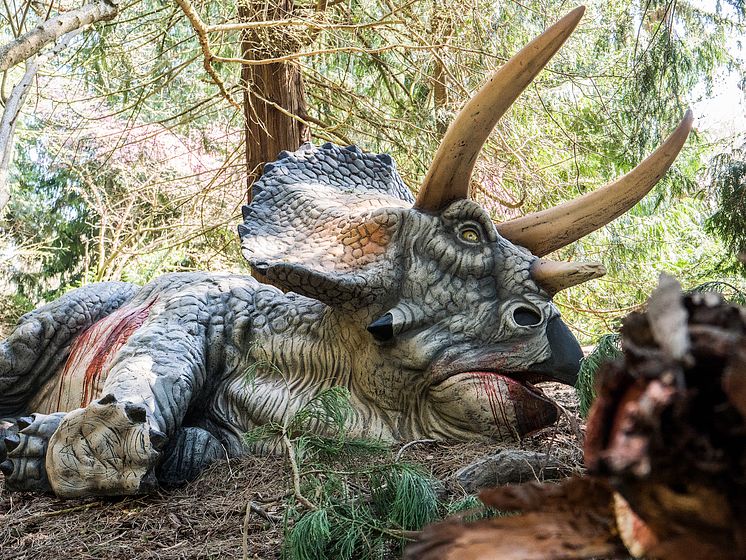 Knuthenborg Safaripark:  Dinosaurier-Wald - Triceratops 