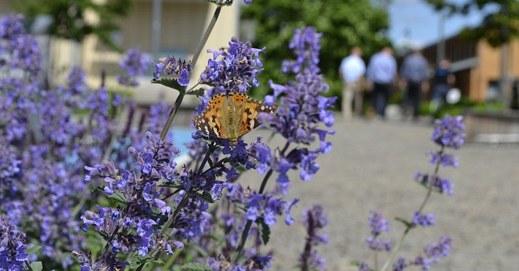 Blomster på Lennart Kvarnströms plats, Mölnlycke (1).jpg