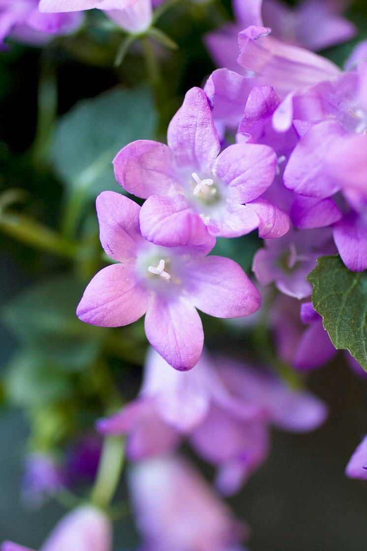 Stjärnklocka - Campanula poscharskyana