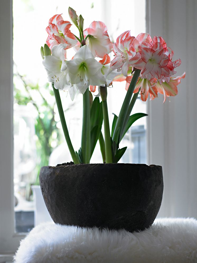 Rosa amaryllis i kruka