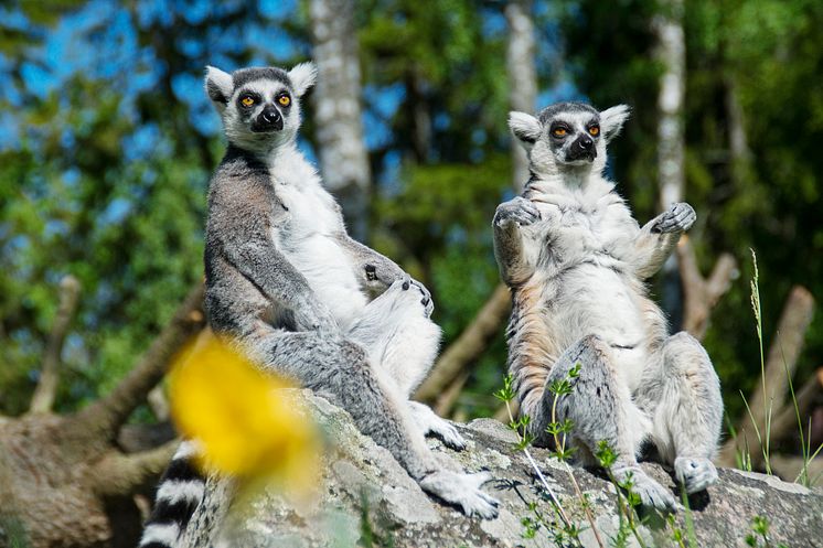 Furuvik lemur