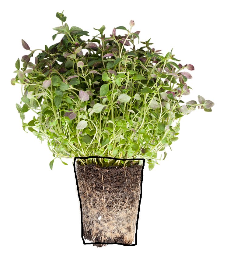 Timjan (Thymus vulgaris)
