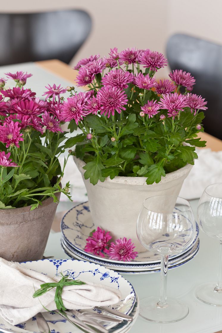 Chrysanthemum x morifolium