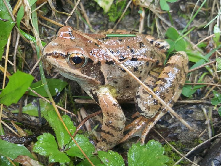 Rana temporaria, Common Frog.