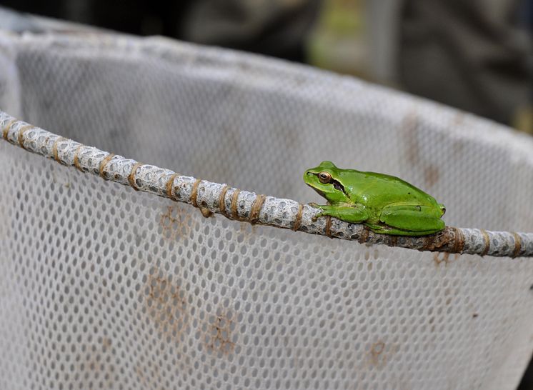 Mediterranean tree frog