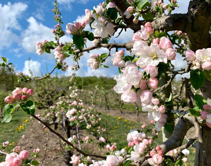 Äppelblomning