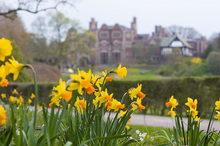 Påskliljor framför Tjolöholms Slott foto Thomas Carlén