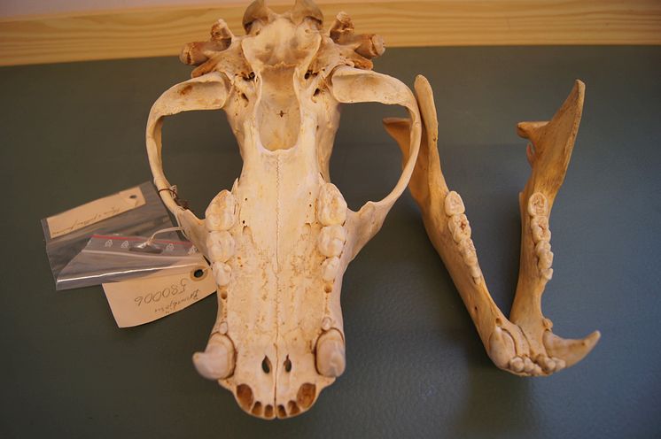 Brown bear scull