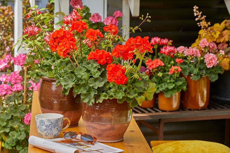 2022_Geraniums_6000_Colourful_Garden_Corners_12